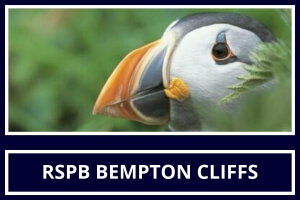 Local Attraction RSPB Bempton Cliffs featured by St Hilda Guest House Bridlington